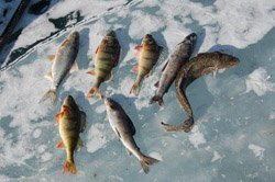 The Days Ice Fishing Catch